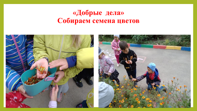 Собираем семена цветов